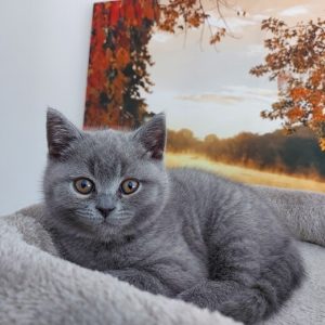 Kiko