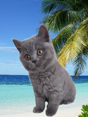 Our Kittens