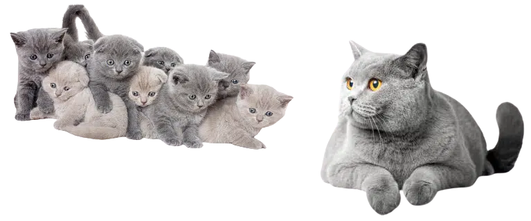 About BSH on general