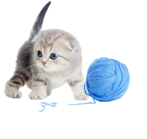 Mini Kittens