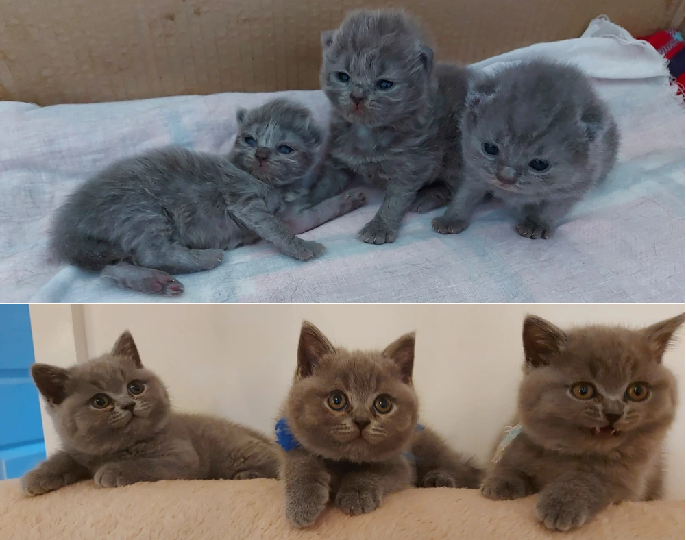 Choosing three British Shorthair