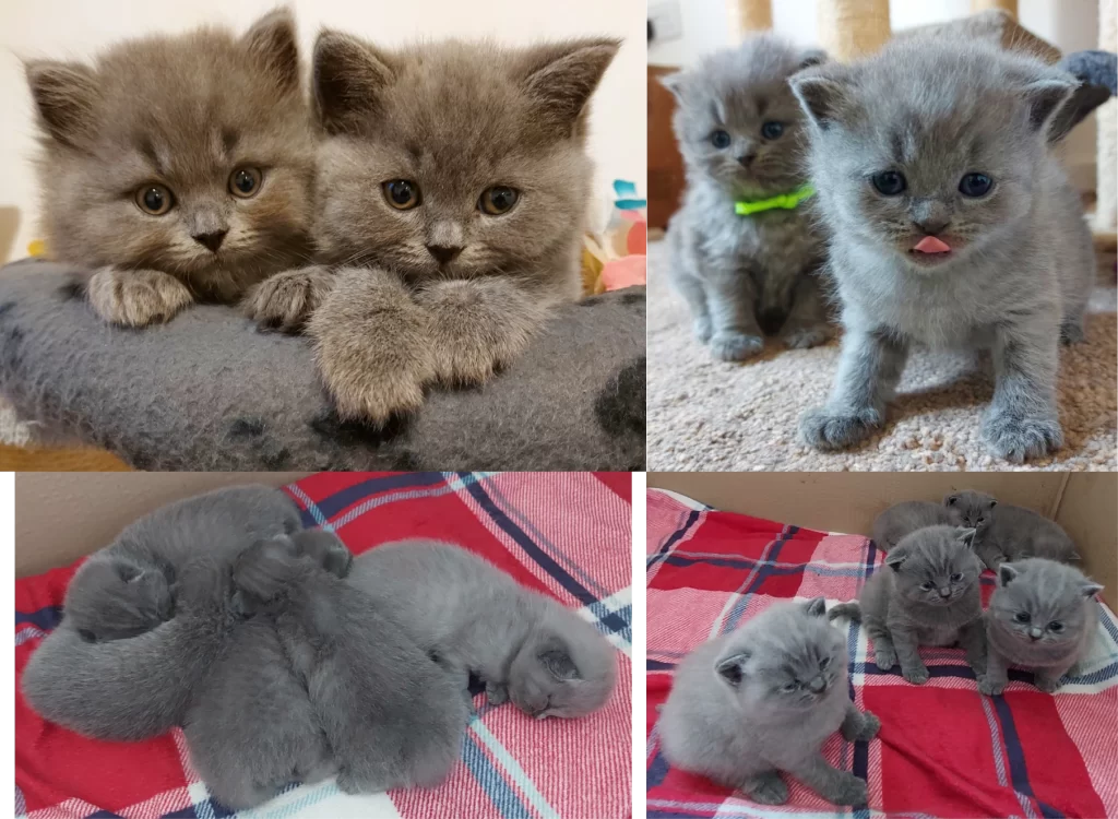 Choosing two British Shorthair