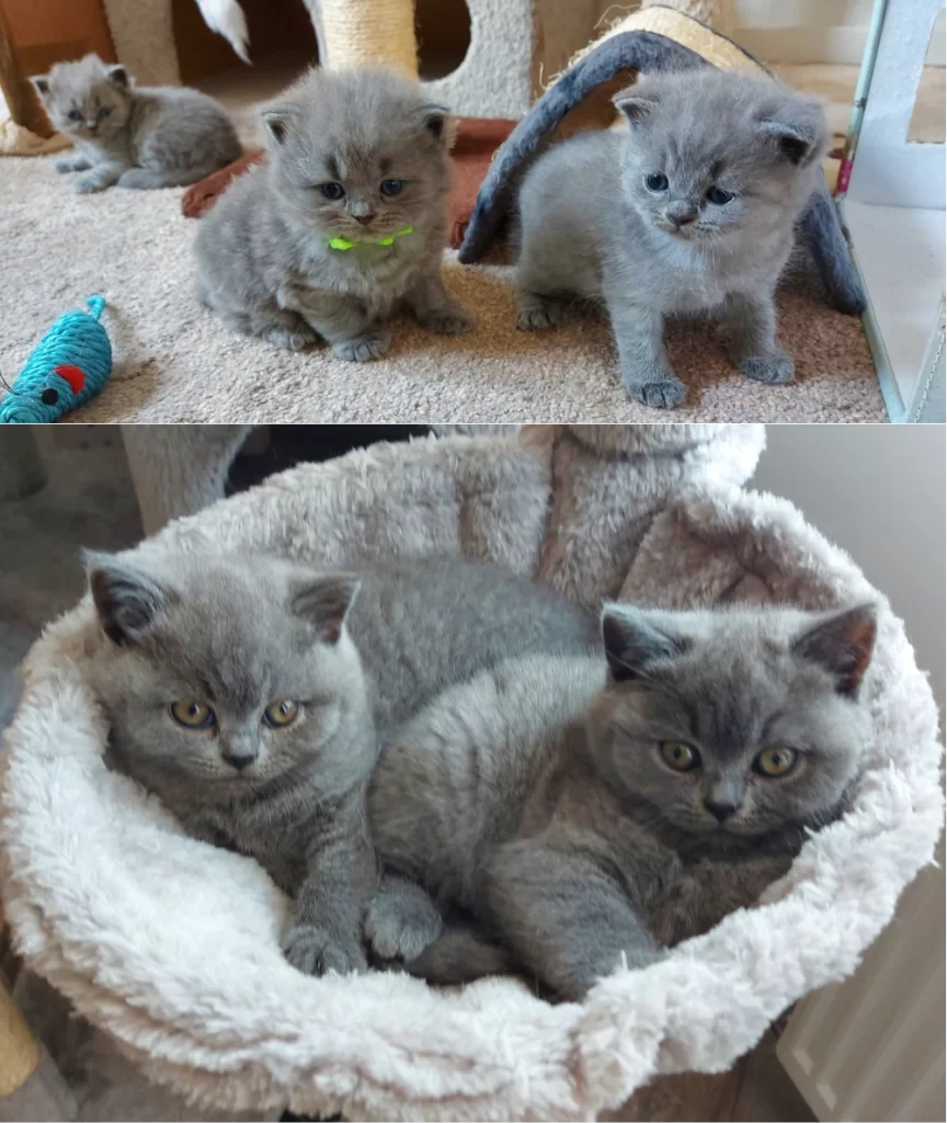 Choosing one British Shorthair