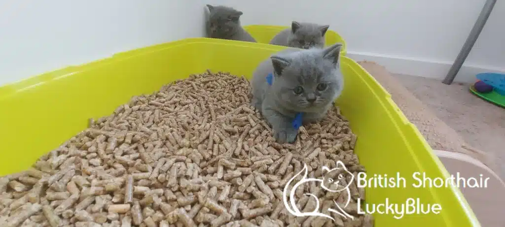 kitten on pallets