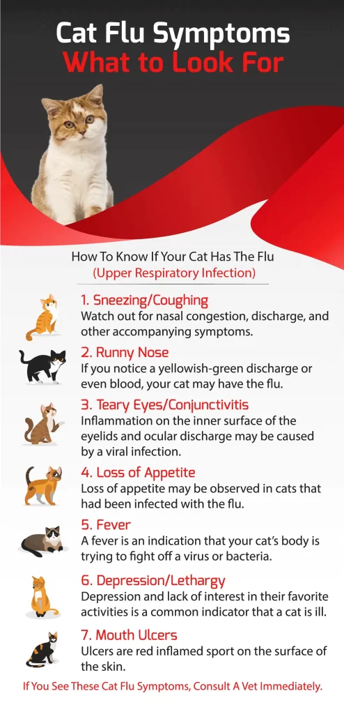 cat flu symptoms