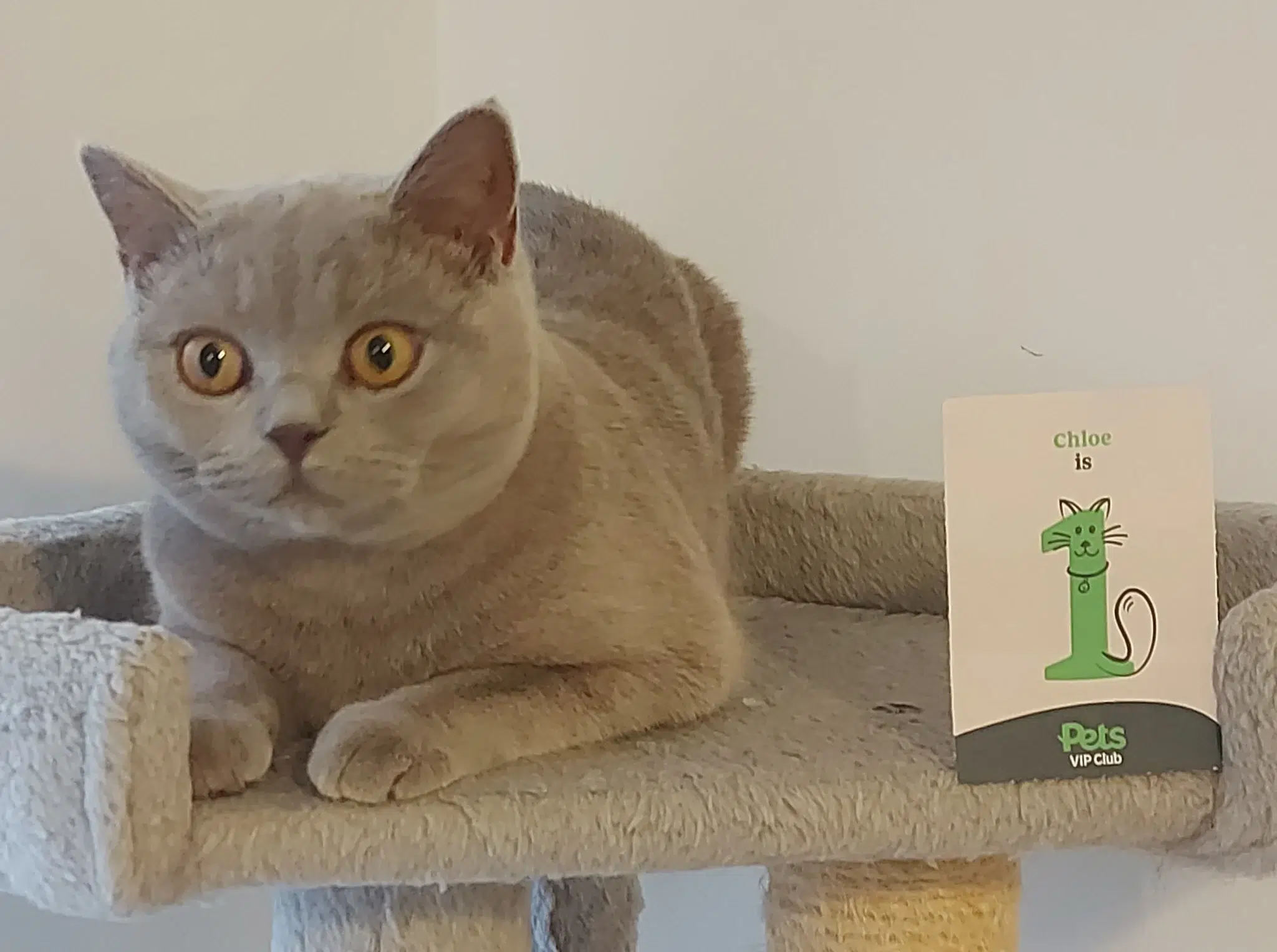 Chloe 1 year