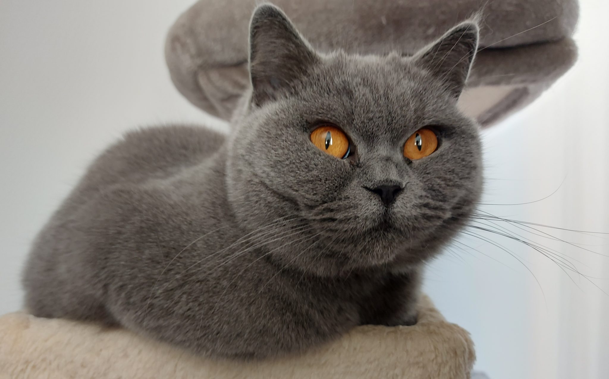 Cora at 4 years