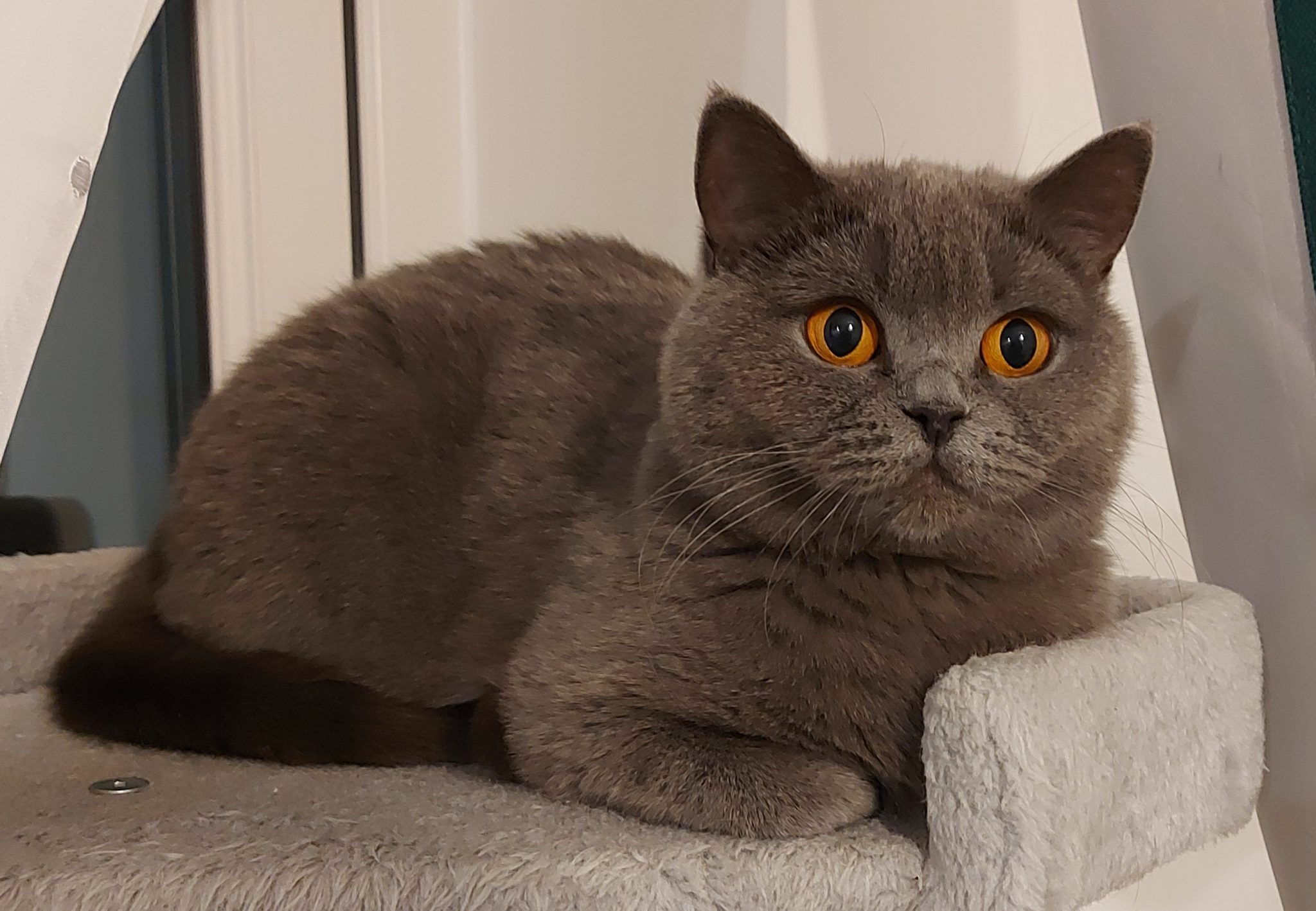 Daisy at 3 year's
