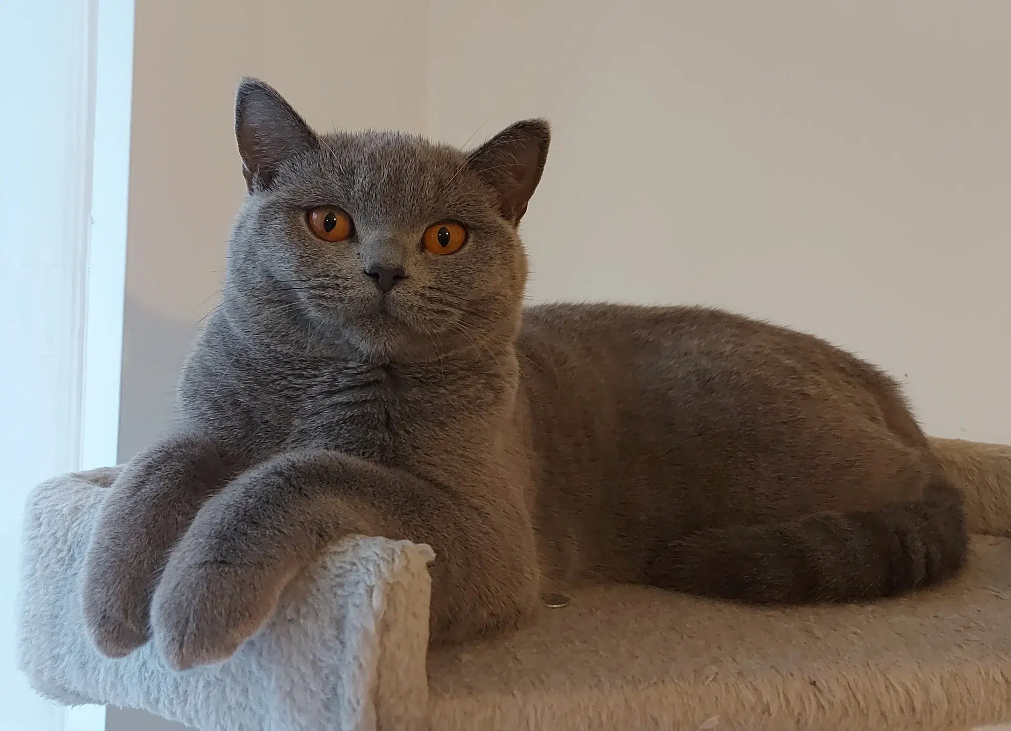 Duchess BSH