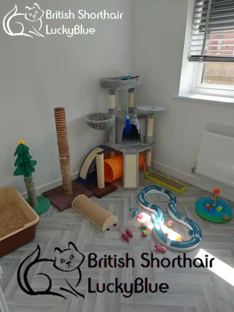 Nursery room for Queen and her kitten