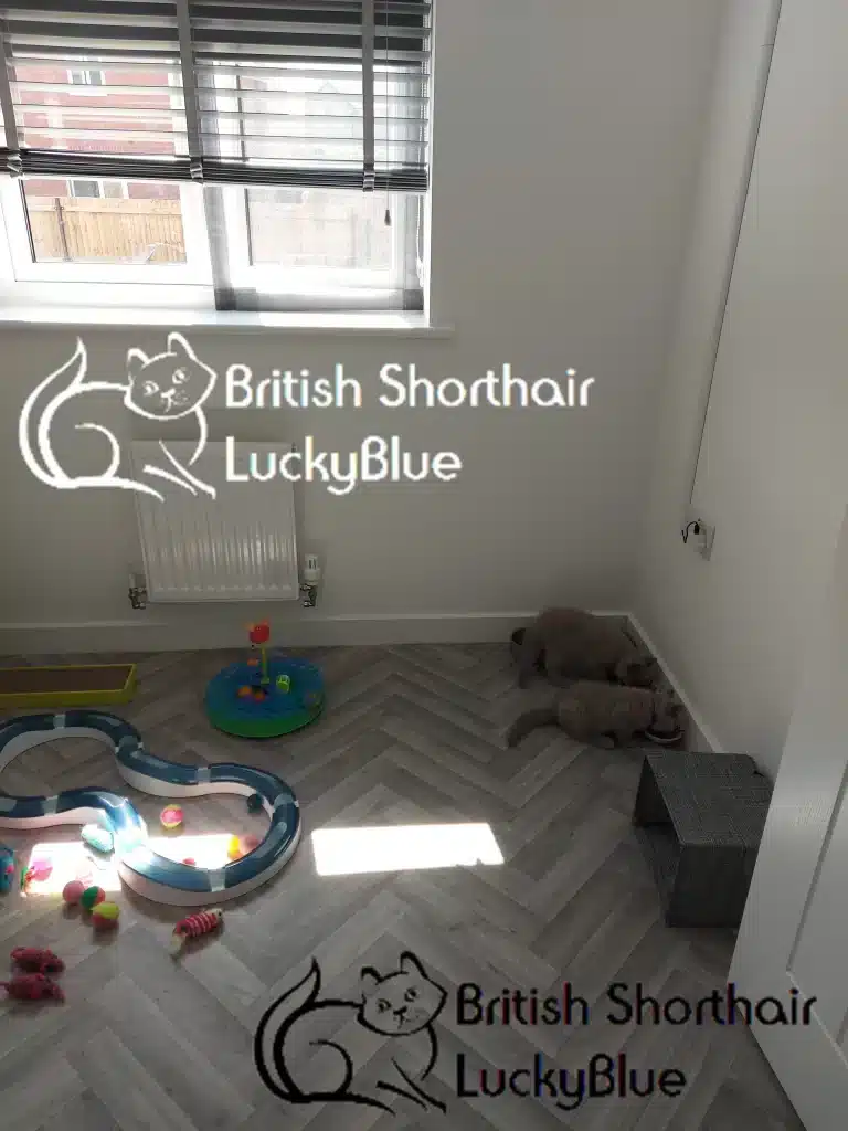 Nursery room British Shorthair LuckyBlue