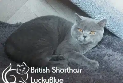 1catterythorking