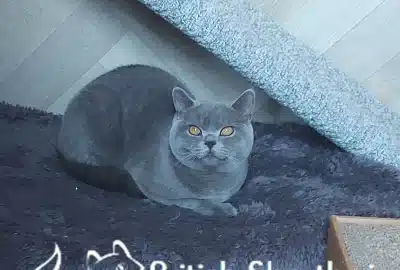 2catterythor012