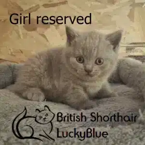 Girl reserved