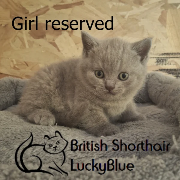Girl reserved