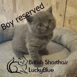 cloekitenrezervedboy