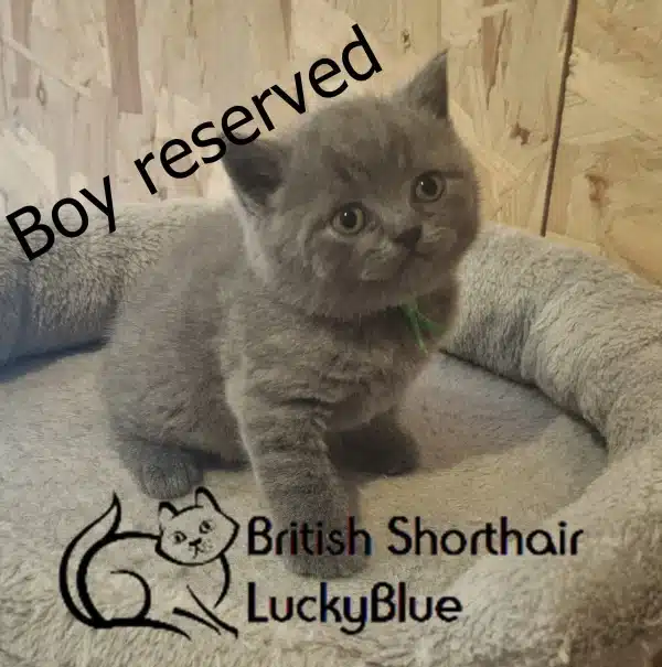 cloekitenrezervedboy