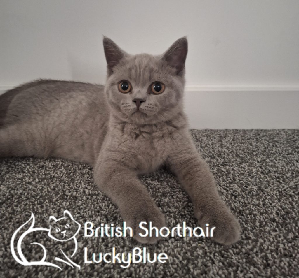 Welcoming Lady D: A New Addition to Our Cattery