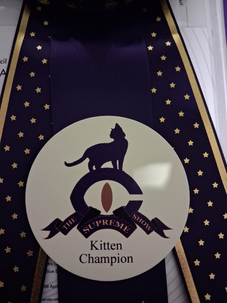 Cleo’s Debut at The Supreme Cat Show