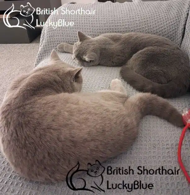 Why Two Cats are Better than One