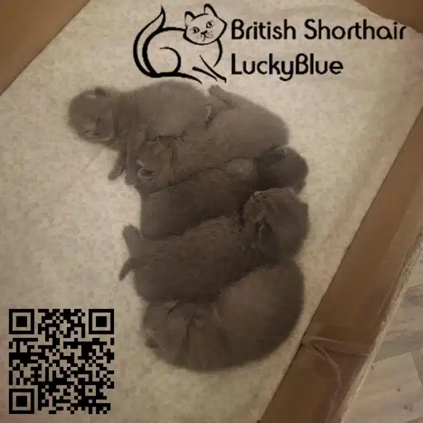 How We Decide the Price of a Kitten: Insights from Our Cattery -LuckyBlue