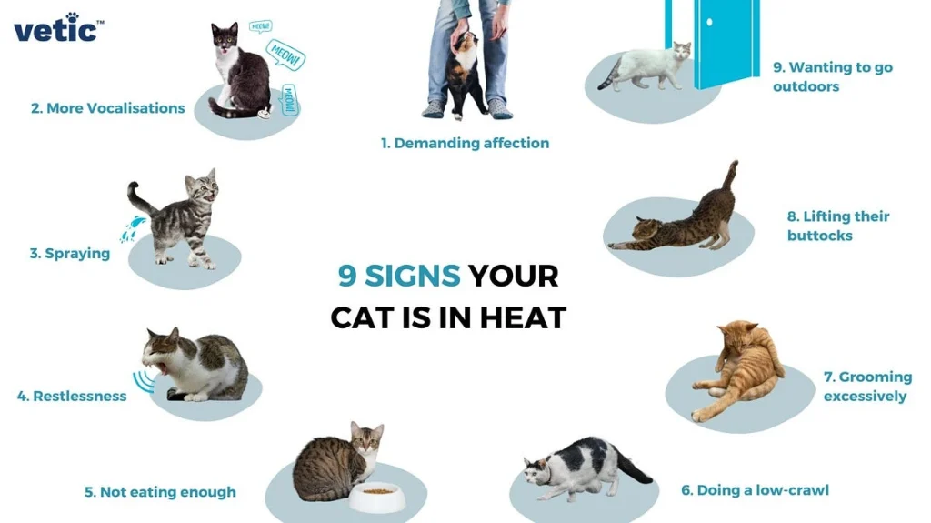 Cat in Heat: How Long It Lasts, Key Signs, and Essential Care Tips for Owners