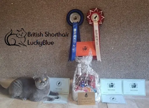 Thor’s Debut at the Cat Show: A Purrfect Beginning