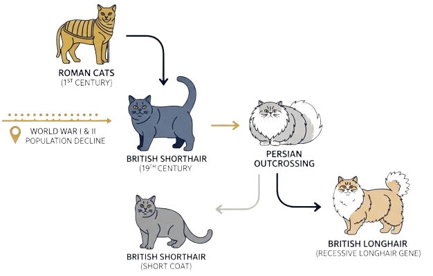 British Shorthair Roman