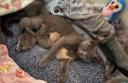 LondonKittens
